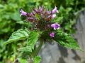 Shady Calamint